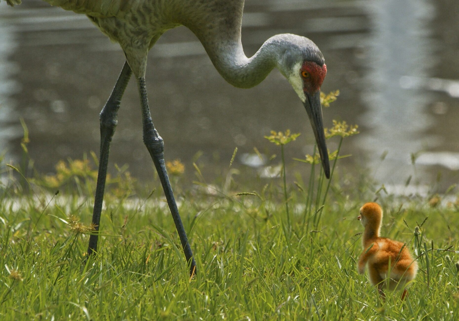 A mother and chick Sandhill crane search for food in Orlando Florida.