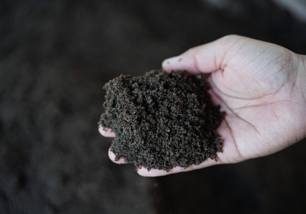 Vermicompost fertilizer for planting trees