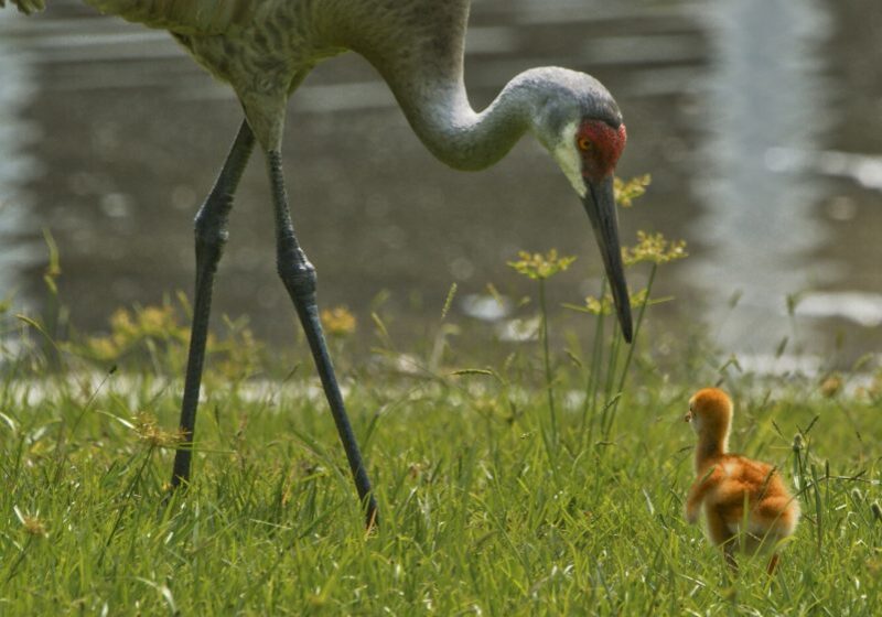 A mother and chick Sandhill crane search for food in Orlando Florida.